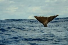 Whale Batters a Yacht, Leaving Its Crew Stranded for 18 Hours