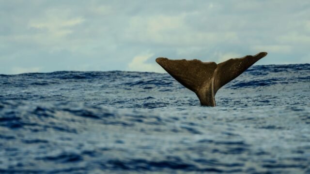 Whale Batters a Yacht, Leaving Its Crew Stranded for 18 Hours
